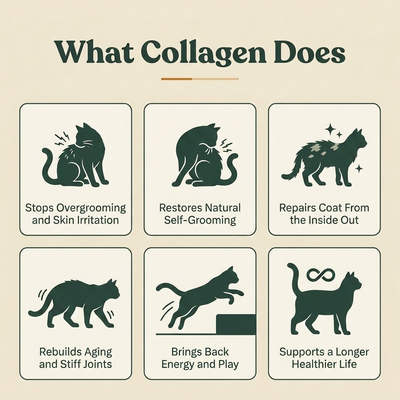 Liquid Collagen For Cats
