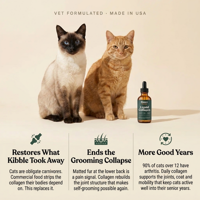 Liquid Collagen For Cats